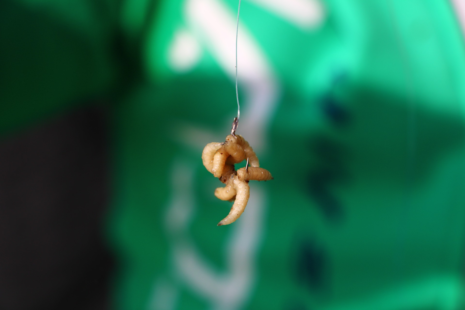 Csonti csokor márnára